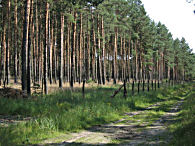 Anlage eines Lärmschutzwaldes
